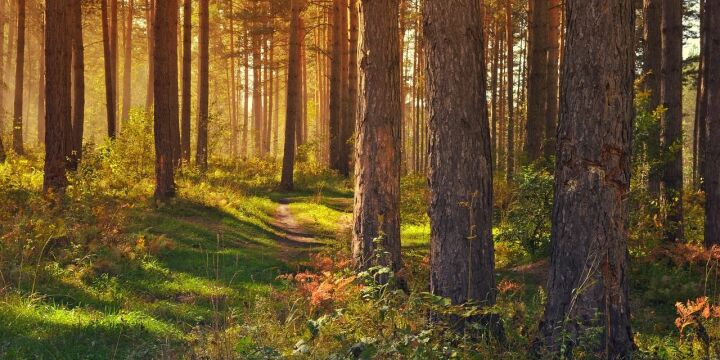 Wald  ©pixabay