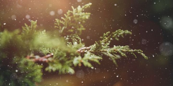 Winterzweig  ©pixabay